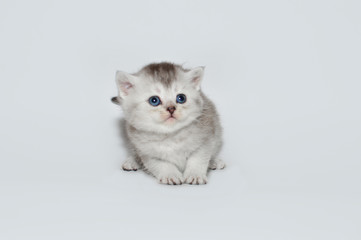 kitten, kitty, shottish cat