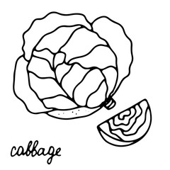 Hand drawn isolated food icon. Black outline illustration of vegetable. Cabbage icon.