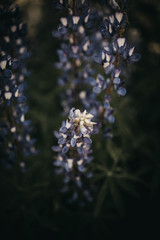 Wild purple flowers