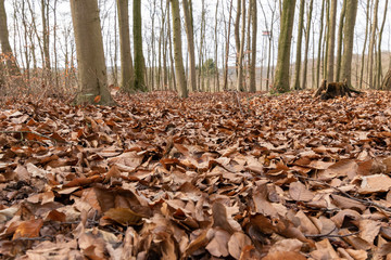 winter leaves in the forest 