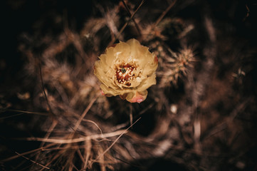 Cactus flower yellow