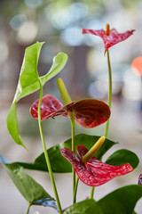 still life of natural and colorful flowers