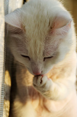 Portrait of a white domestic cat