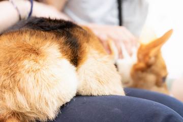 Corgi lying on people's thigh to rest,  showing its ass 