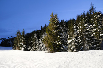 Winter view with snowy trees