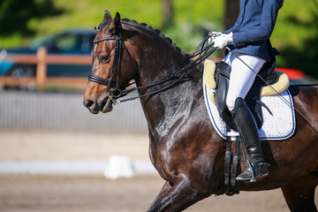 Dressage horse in portraits with curb in a class M test.