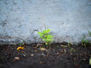 Small tree beside a concrete footpath