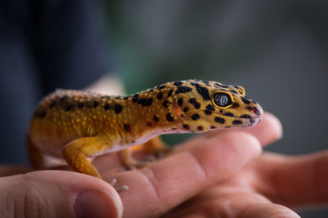Leopard gecko (eublepharis macularius) held in hand - Powered by Adobe
