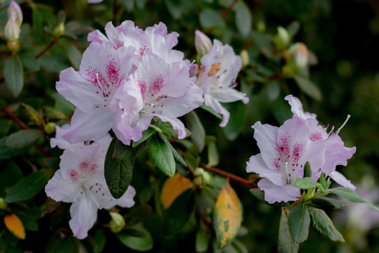 White azalea with violet spots in the flowering period on the background of leaves and branches, close up