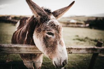 portrait of a donkey