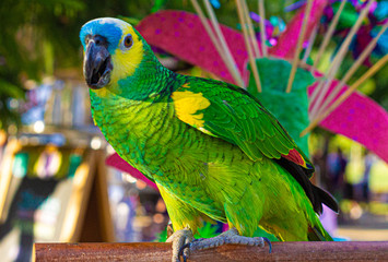  Loro posando hacia la cámara