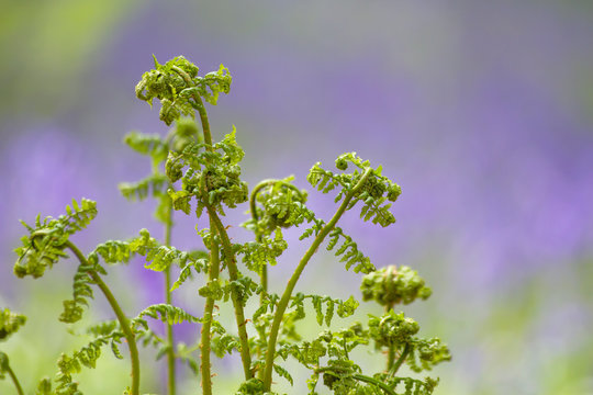 Lady fern fresh green new fronds unrolling in spring