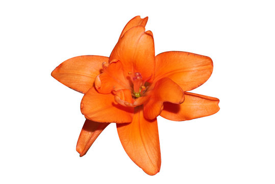 isolated orange Lilly flower on white background