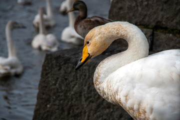 Flock of birds coming for food