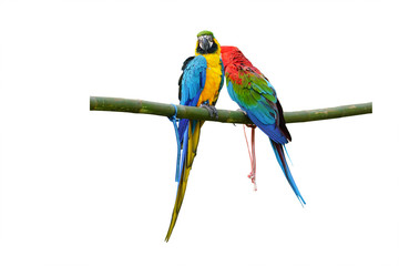 Blue and Gold macaw vivid rainbow colorful animal with green background.(Scientific Name : Psittacus torquata).  Isolated on white background. This has clipping path.   