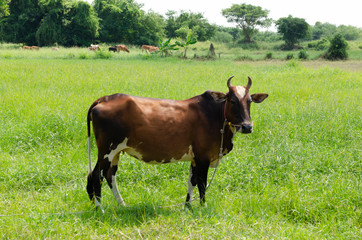 brown cow in the green field - 319761155