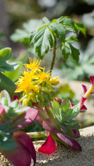 Fleurs jaunes, plante grasse