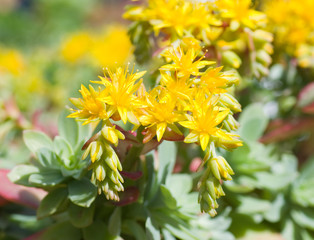 Fleurs jaunes, plante grasse