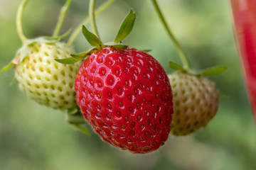 Rote und grüne Erdbeeren (fragaria)