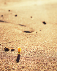 flower in the sand