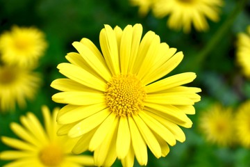 Obraz premium Yellow daisy