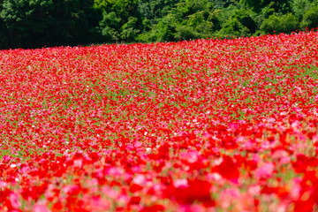 ポピー
