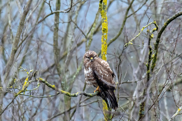 Poiana - (buteo buteo)