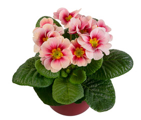 Fototapeta premium Isolated pink primrose flower in a flowerpot