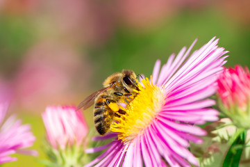 Bee Collecting Nectar on a Aster Flower