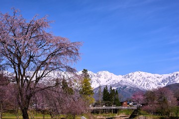 白馬村の春