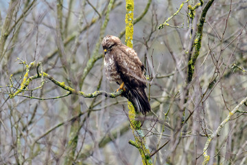 Poiana - (buteo buteo)