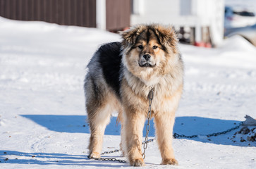 Do chained up outside in snow.