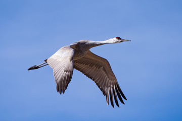 Migrating Greater Sandhill Cranes in Monte Vista, Colorado