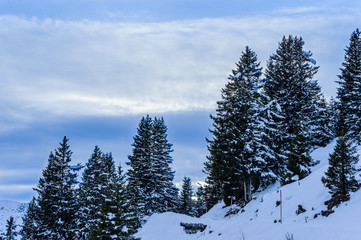 Fototapeta na wymiar Tannenbäume im Schnee