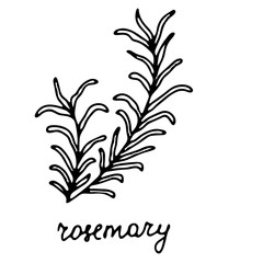 Hand drawn isolated spice icon. Black outline illustration of herbs. Rosemary icon