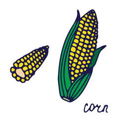 Hand drawn isolated food icon. Color fill illustration of vegetable. Corn icon. Corn on the cob.