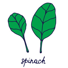 Hand drawn isolated food icon. Color fill illustration of greens. Spinach icon.