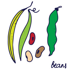 Hand drawn isolated food icon. Color fill illustration of vegetable. Beans icon.