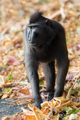 Beautiful Celebes crested macaque (Macaca nigra), aka the black ape, an Old World monkey, in the Tangkoko nature reserve on the Indonesian island of Sulawesi, during a ecotourism jungle hike