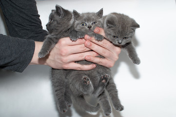 british cat, kitty, kitten