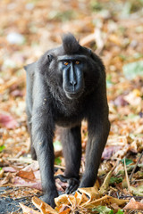 Beautiful Celebes crested macaque (Macaca nigra), aka the black ape, an Old World monkey, in the Tangkoko nature reserve on the Indonesian island of Sulawesi, during a ecotourism jungle hike