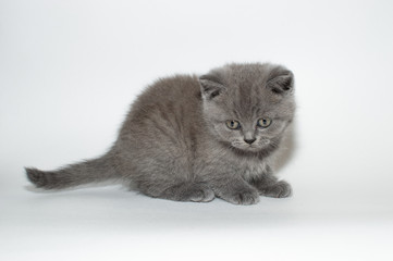 british cat, kitty, kitten