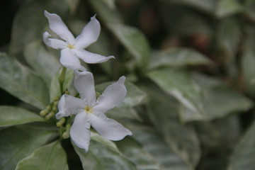 Beautiful White Flower with space for design or typography