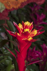 Red Bromeliad tropical plant colorful flower blooming in spring season,blooming flower plant.