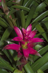 Obraz premium Red Bromeliad tropical plant colorful flower blooming in spring season,blooming flower plant.