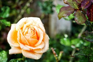  rose flower blooming in roses garden                               