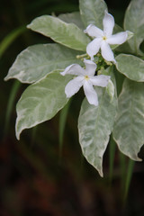 Beautiful White Flower with space for design or typography