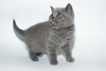 british cat, kitty, kitten