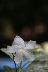Beautiful White Flower with space for design or typography