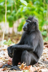 Obraz premium Beautiful Celebes crested macaque (Macaca nigra), aka the black ape, an Old World monkey, in the Tangkoko nature reserve on the Indonesian island of Sulawesi, during a ecotourism jungle hike